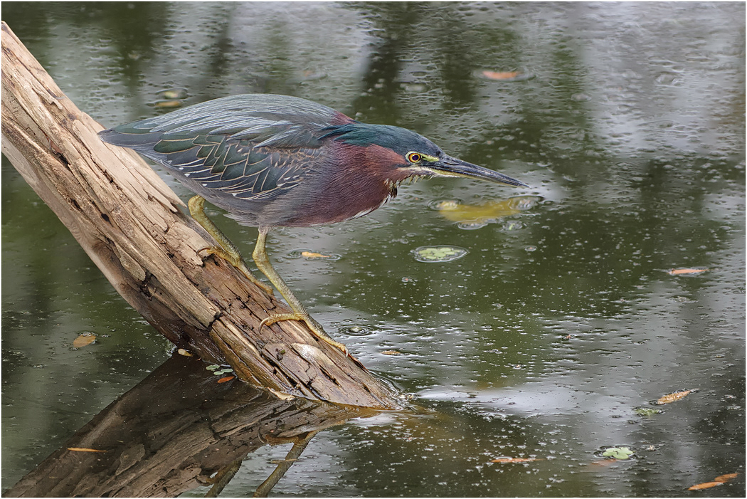 Green Heron, Florida, USA