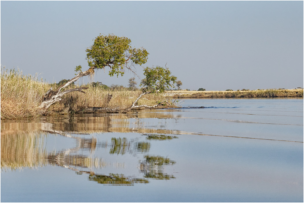 Morning on the Chobe River - Botswana