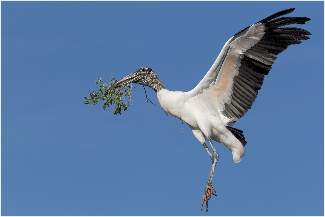 Wood Stork in flight, Florida, USA