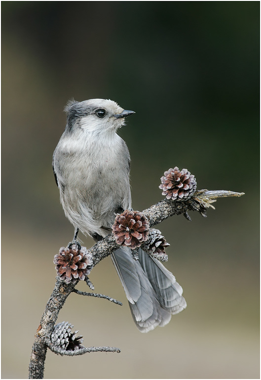 Gray Jay, Alberta, Canada