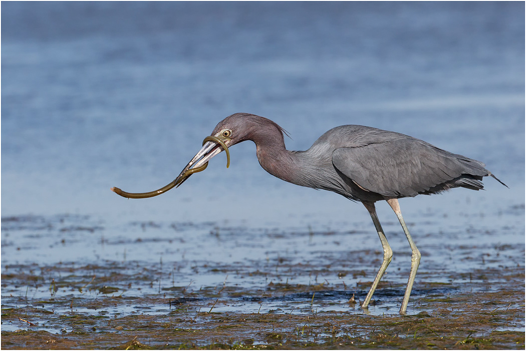 Little Blue Heron, Florida, USA