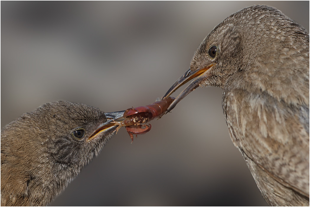 Cobb's Wren, adult feeding young