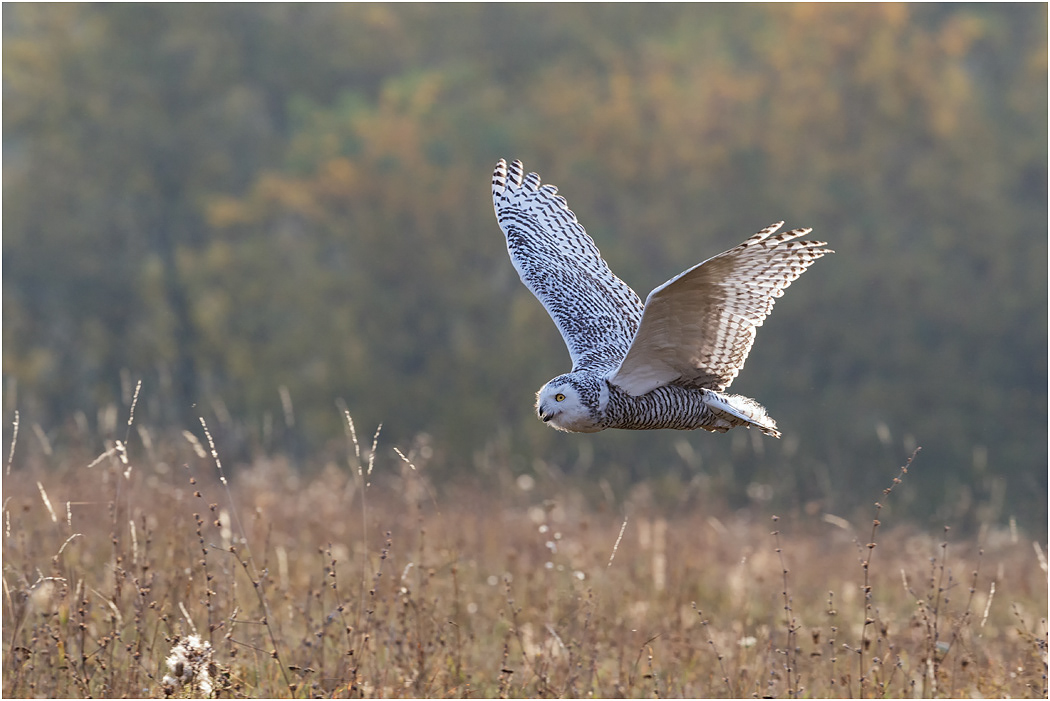 Snowy Owl hunting at dusk
