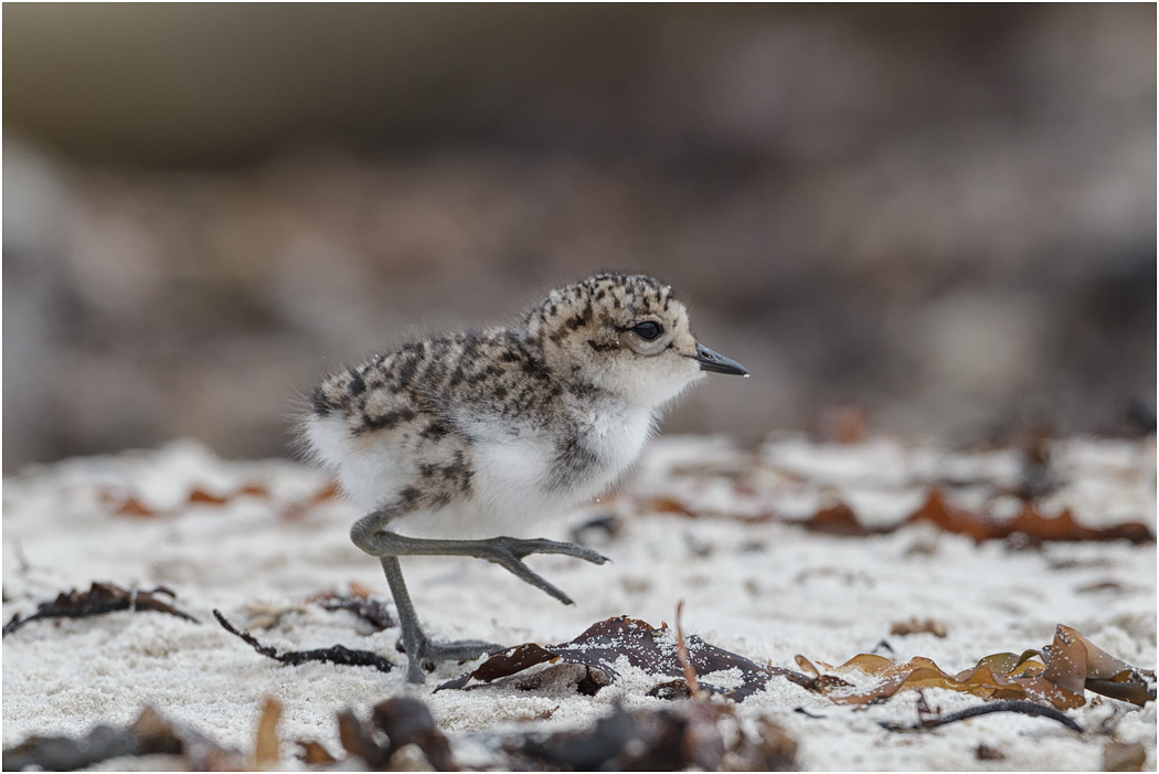 Two-banded Plover chick