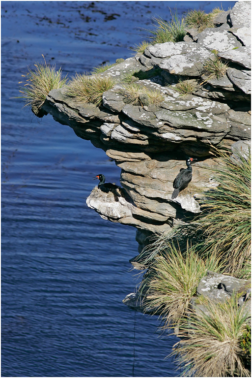 Rock Shag