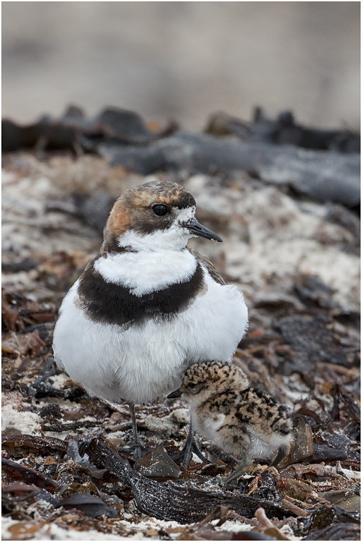Two-banded Plover with chick