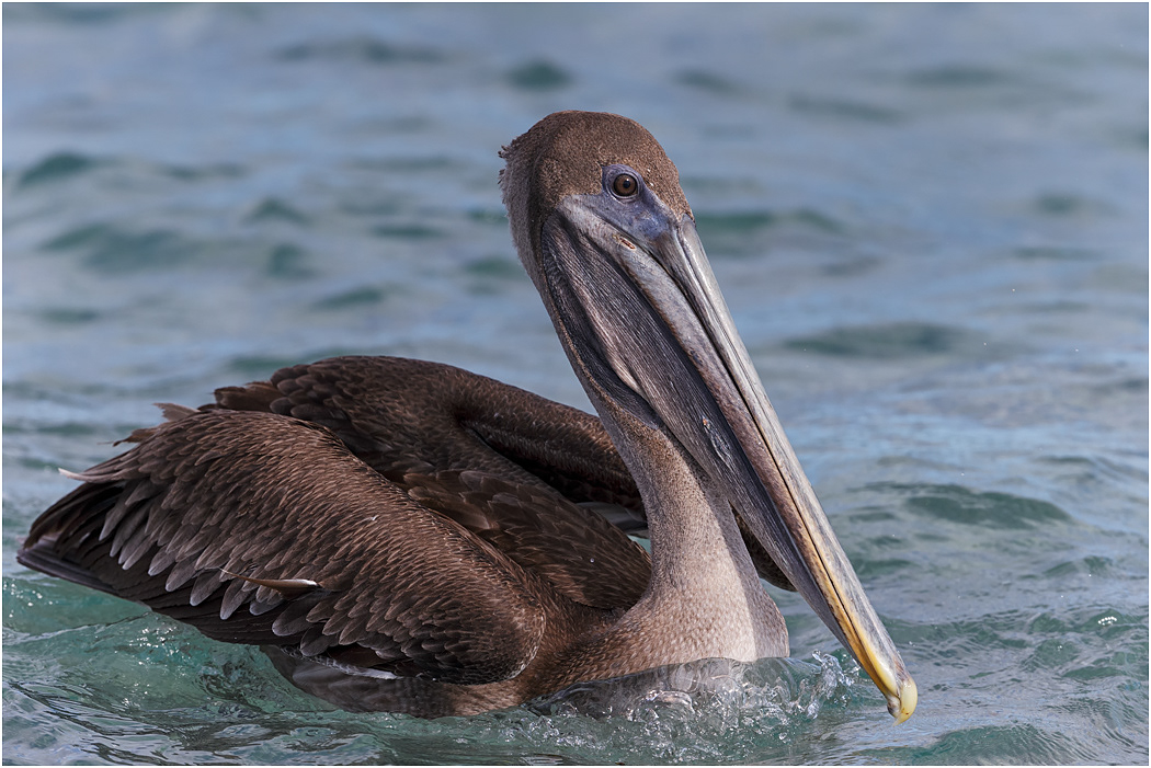 Brown Pelican, immature, Galapagos Islands