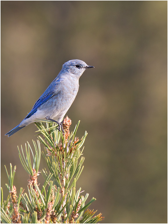 Mountain Bluebird, Yellowstone, USA