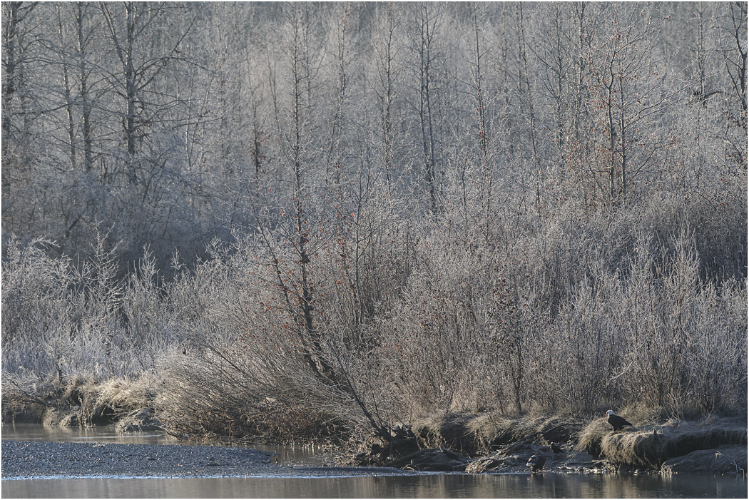 Frosty Morning, Chilkat River, Alaska