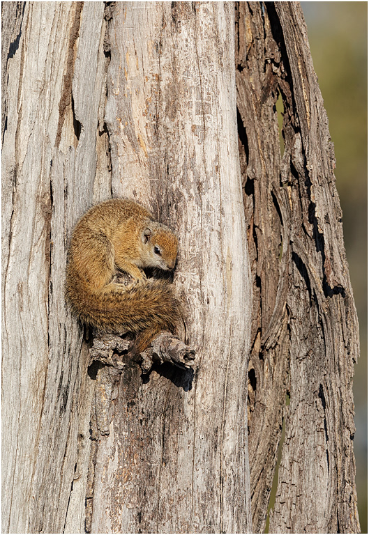 Bush Squirrel - Botswana