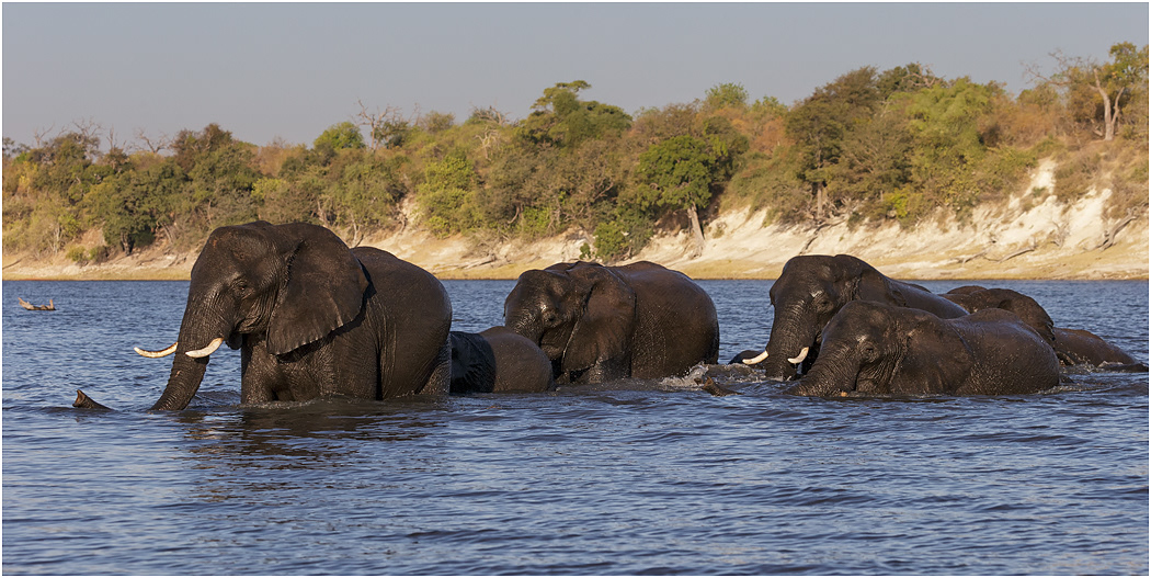 Elephants coming from the river - Chobe River, Botswana