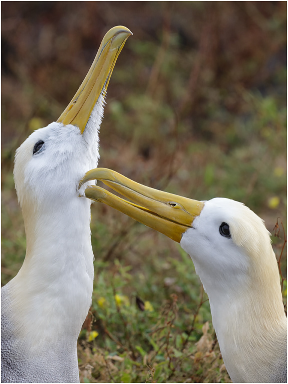 Waved Albatross bonding, Española, Galapagos Islands