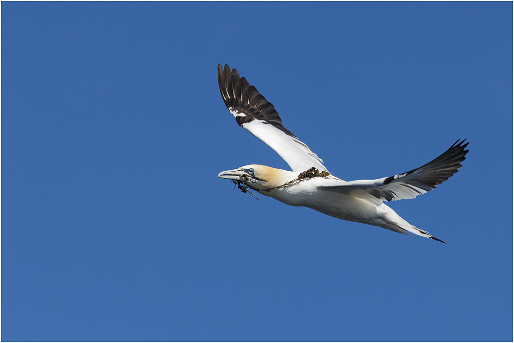 Northern Gannet in flight