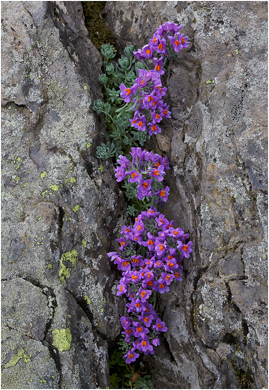 Alpine Toadflax