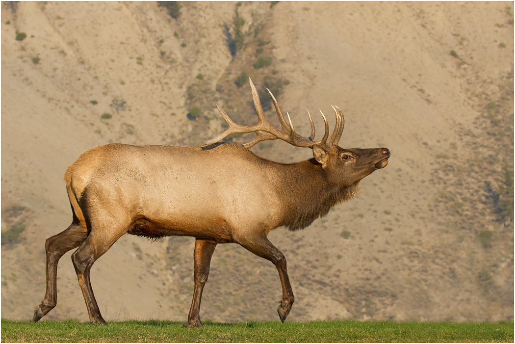 Bull Elk, Yellowstone NP, Wyoming, USA