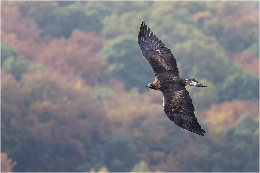 Golden Eagle in flight