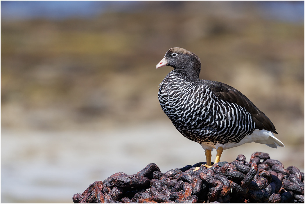 Kelp Goose, female