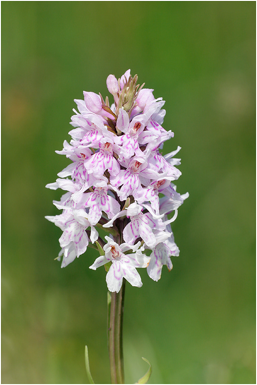 Common Spotted Orchid