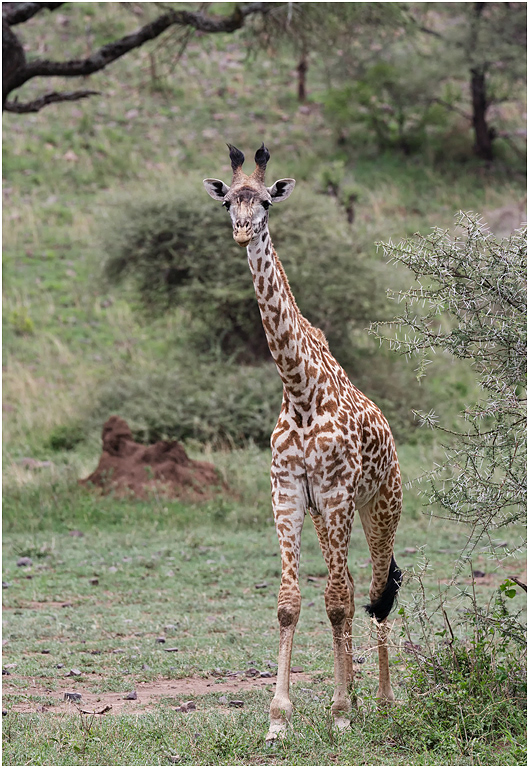Masai Giraffe (female) -  Tarangire NP, Tanzania