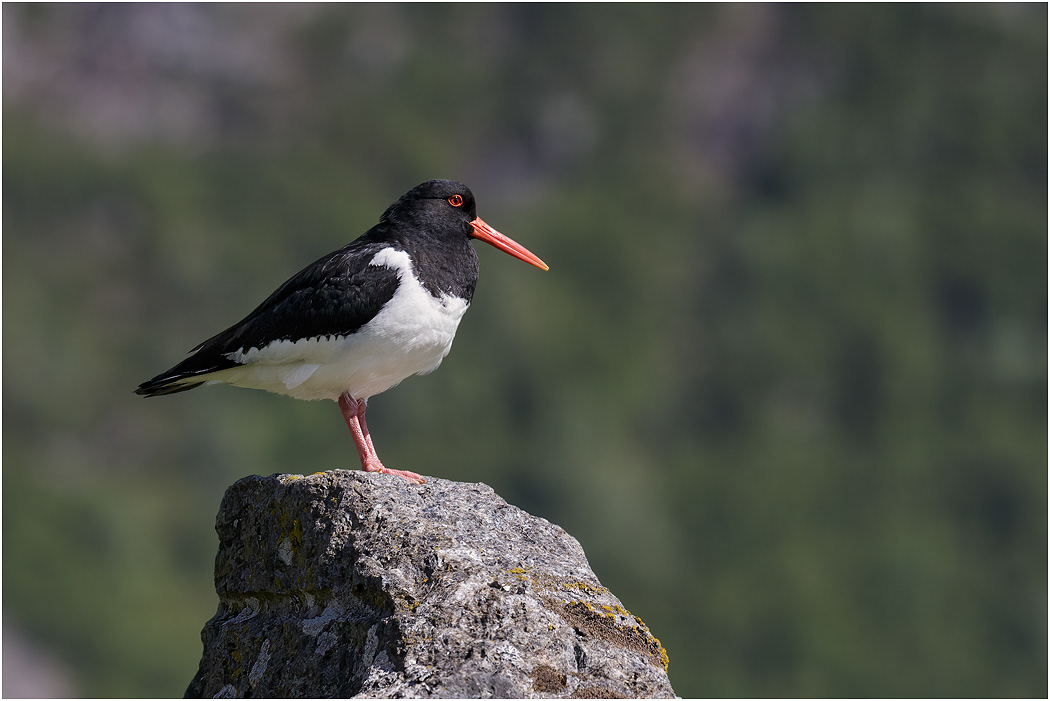 Oystercatcher, Valberg, Norway