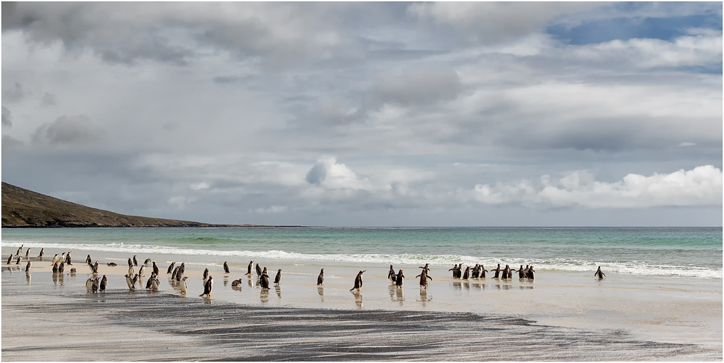 North Beach, The Neck, Saunders Island