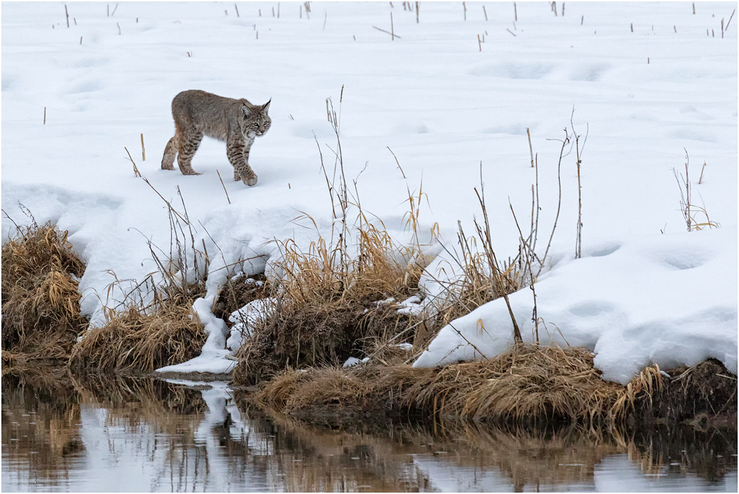 Bobcat, Yellowstone NP, USA
