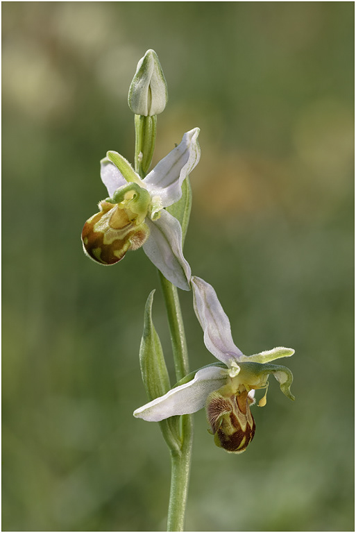 Bee Orchid