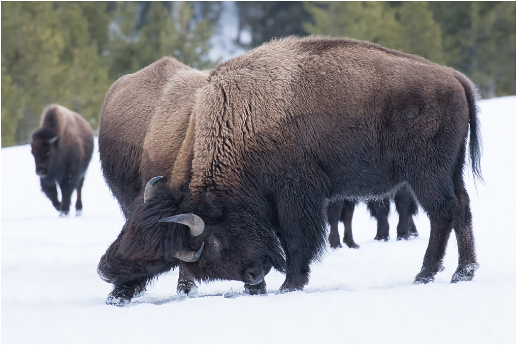 Bison sparring, Yellowstone NP, USA