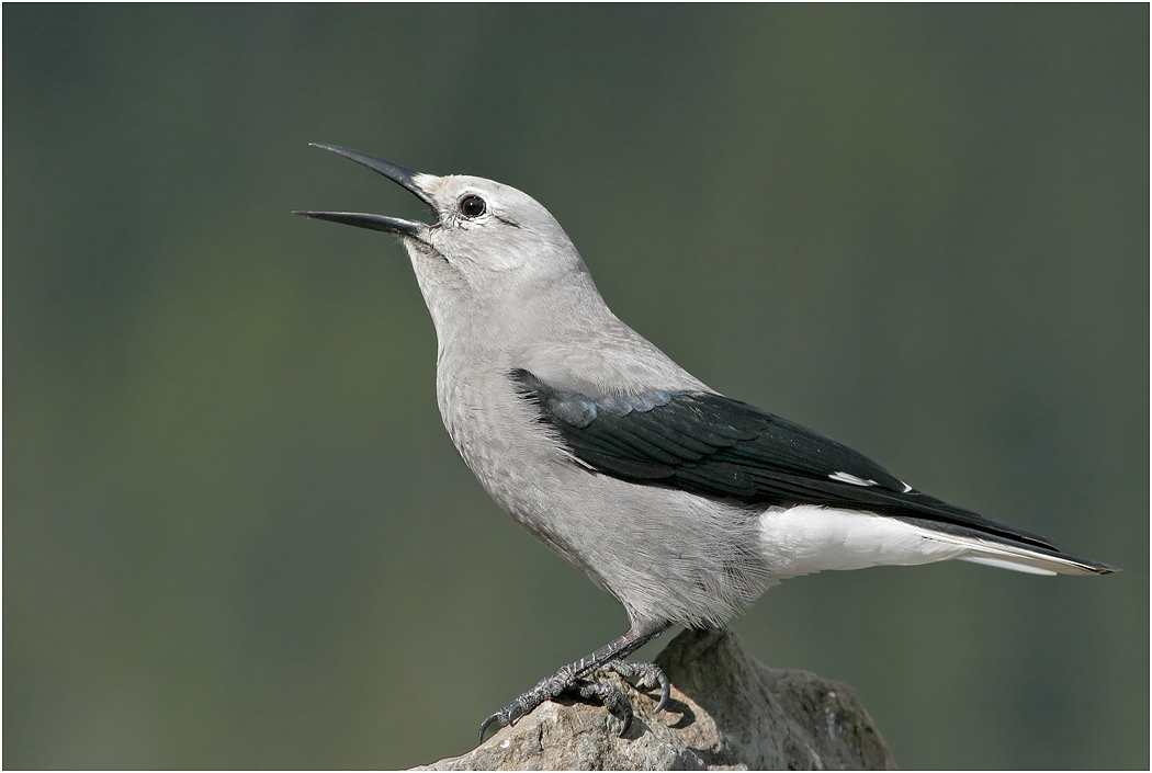 Clark's Nutcracker, Alberta, Canada