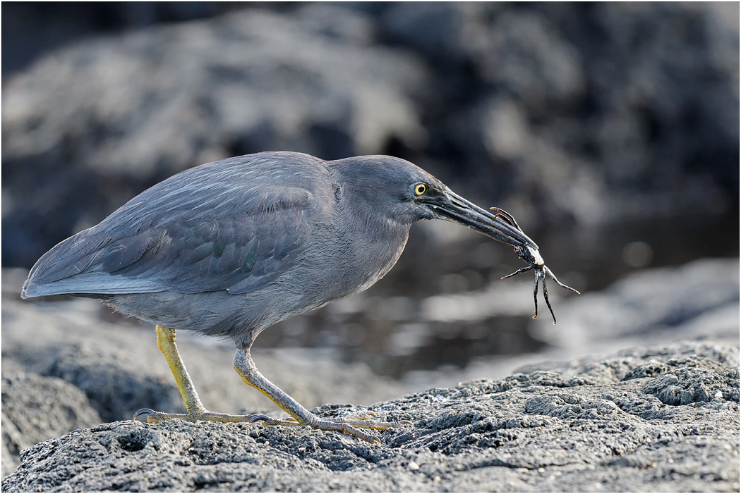 Lava Heron with crab, Galapagos Islands