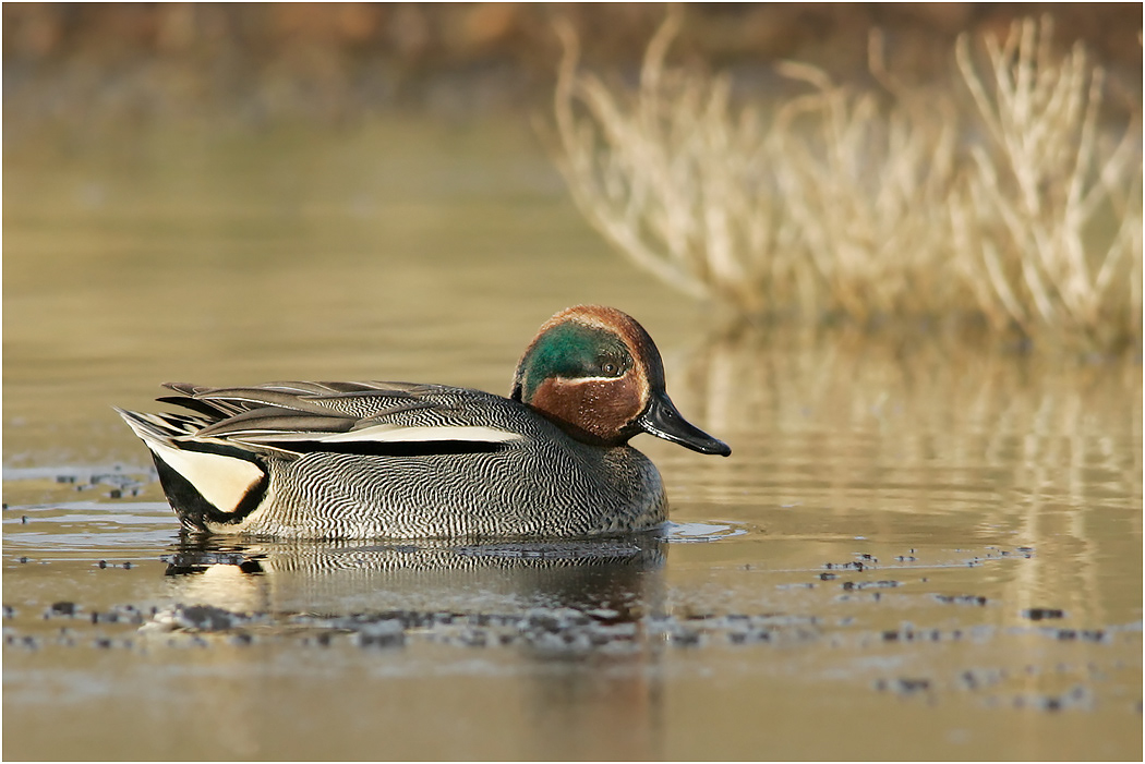 Eurasian Teal, Drake, Winter, Norfolk
