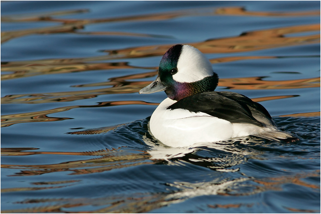 Bufflehead, California, USA
