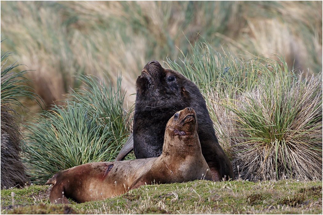 Southern Sea Lion pair