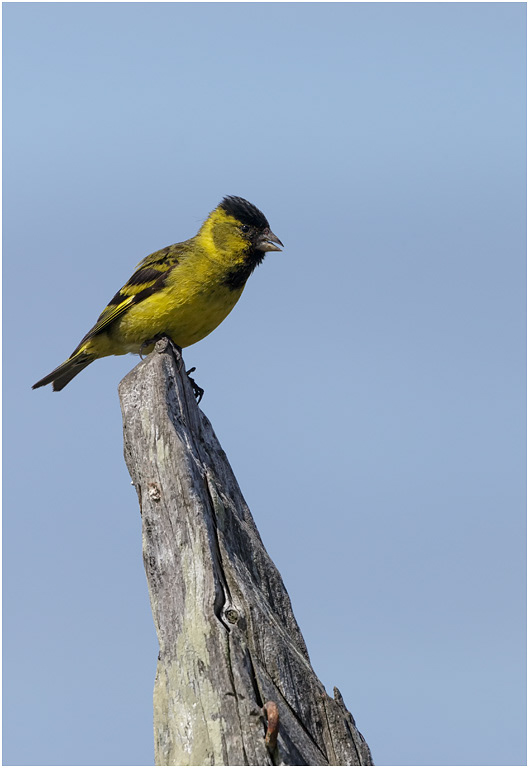Black-chinned Siskin (male)