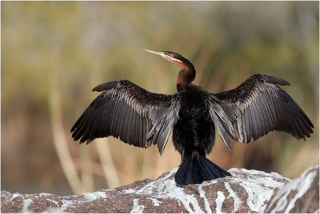 African Darter - Chobe River, Botswana