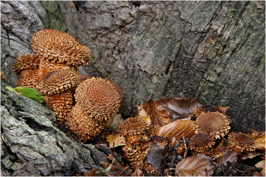 Shaggy Pholiota - Pholiota squarrosa