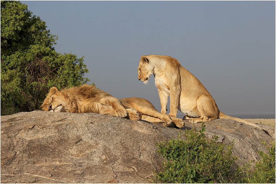 Sleeping Lion with mate - Central Serengeti, Tanzania