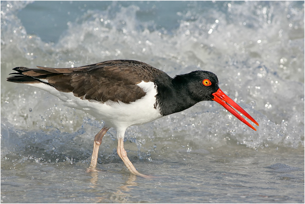 American Oystercatcher feeding, Florida, USA