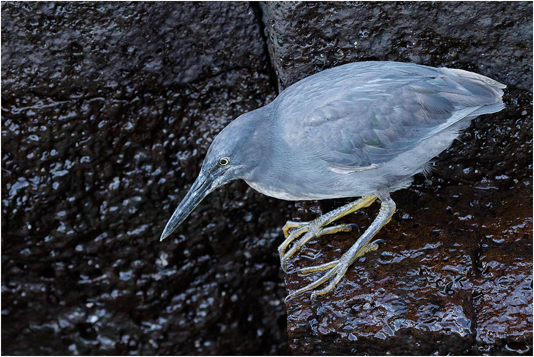 Lava Heron looking for prey, Galapagos Islands
