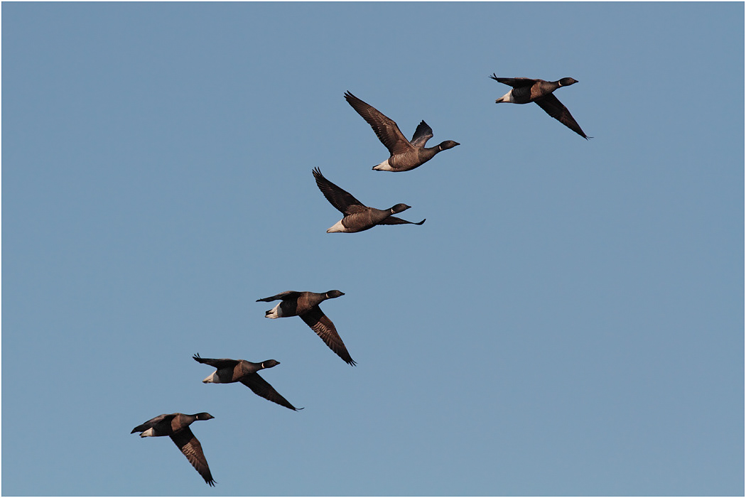 Brent Geese in flight
