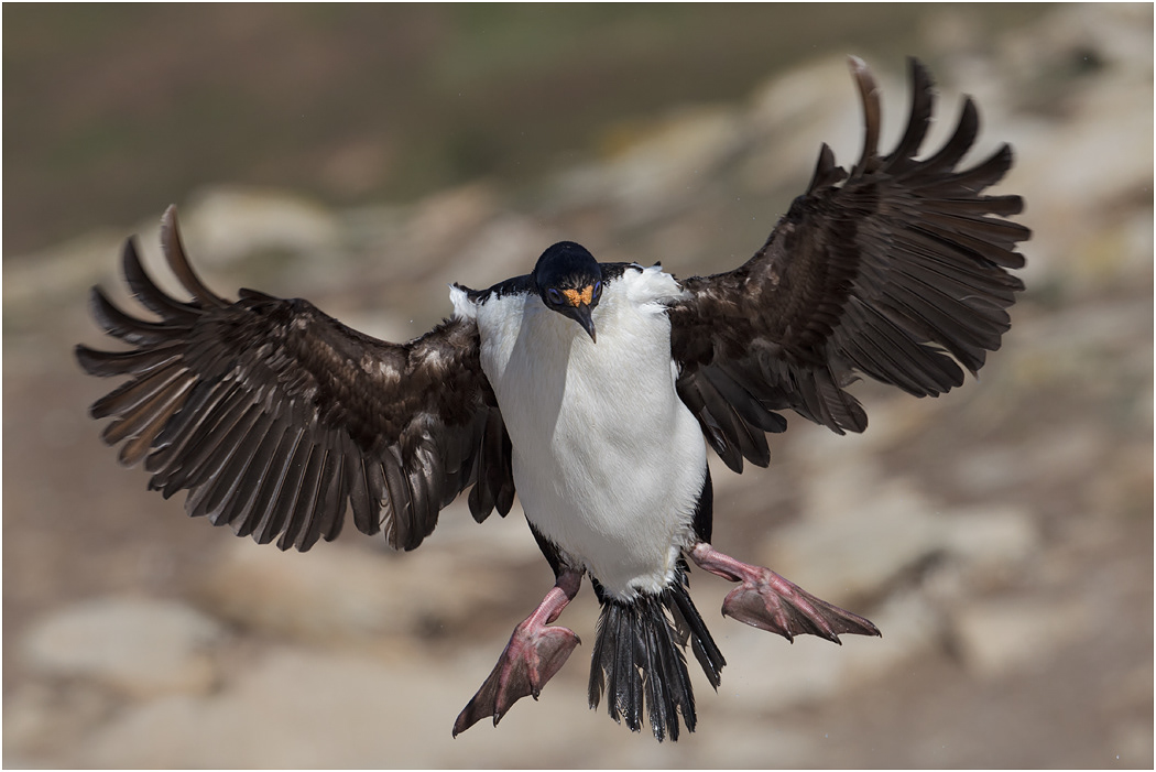 King Cormorant