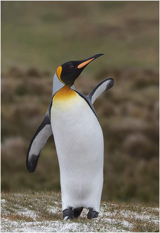 King Penguin