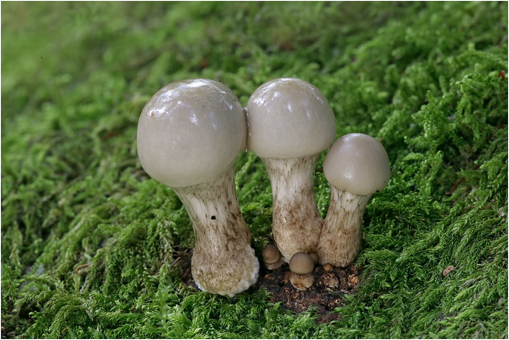 Young Porcelain Fungus - Oudemansiella mucida