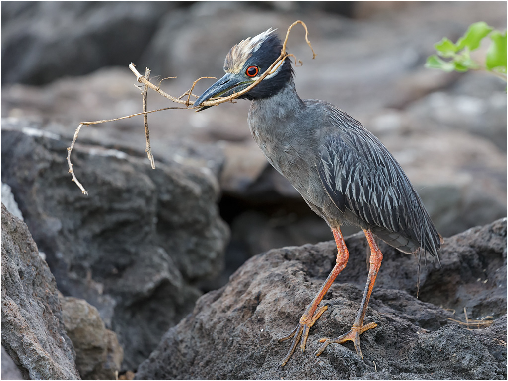 Yellow-crowned Night Heron, with twigs, Galapagos Islands