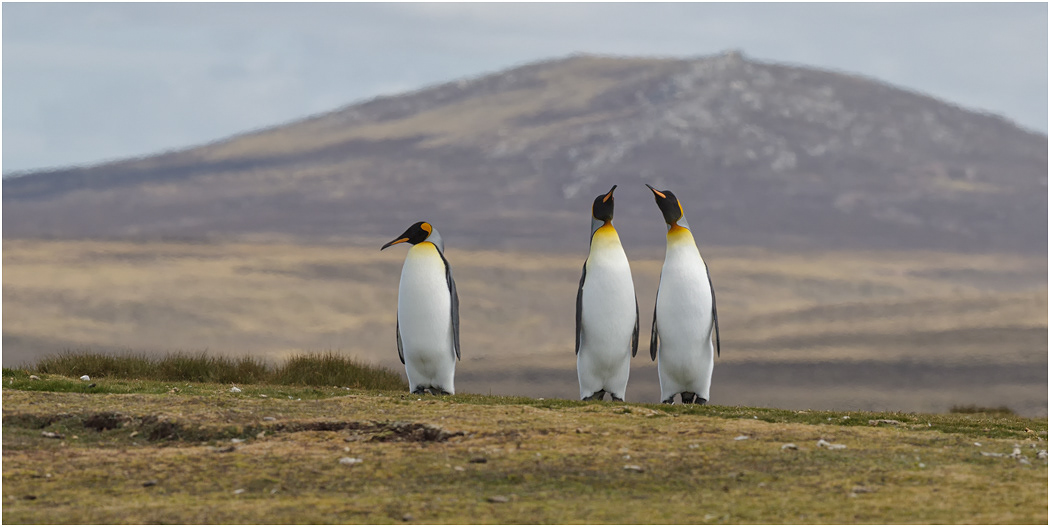 King Penguins - two's company, three's a crowd
