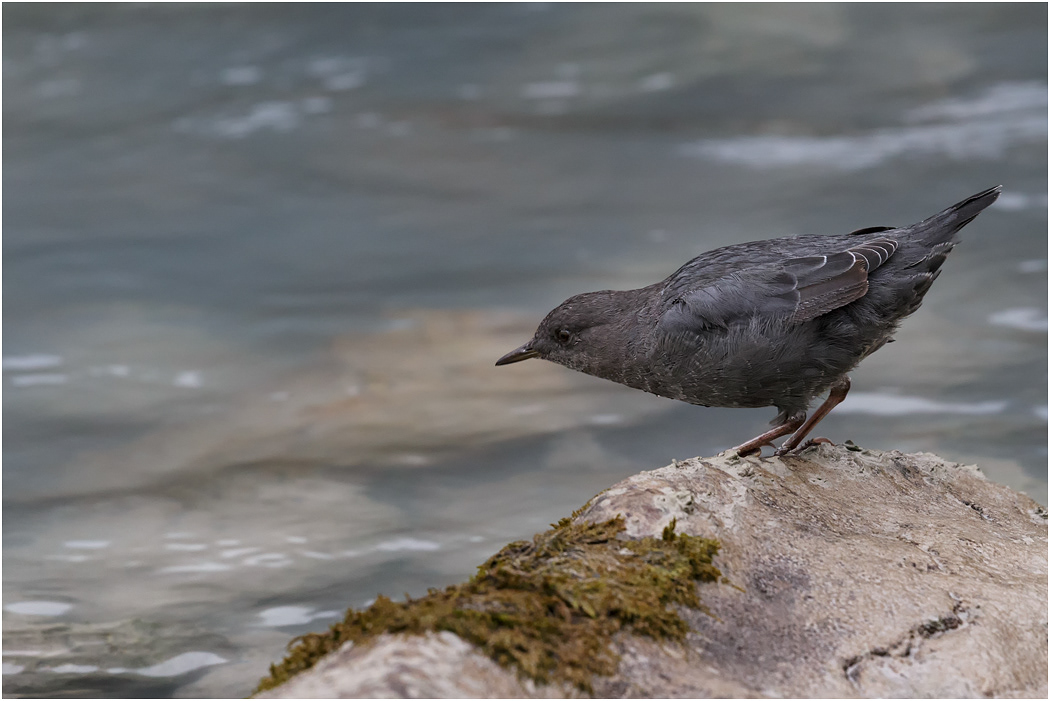 American Dipper, Canada