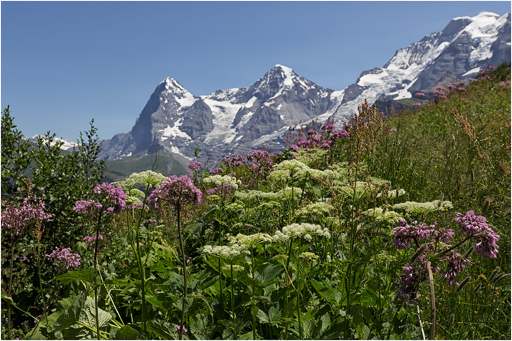Alpine flora with Eiger, Monch & Jungfrau