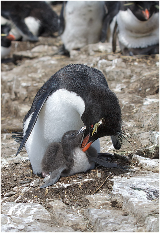 Rockhopper & chick