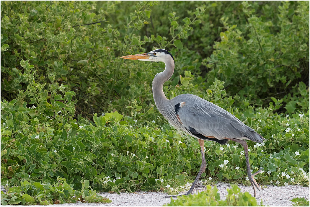 Great Blue Heron, Galapagos Islands