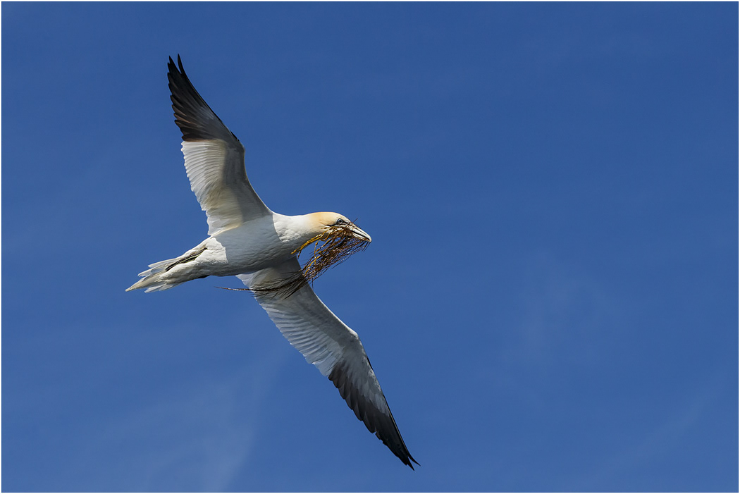 Northern Gannet in flight